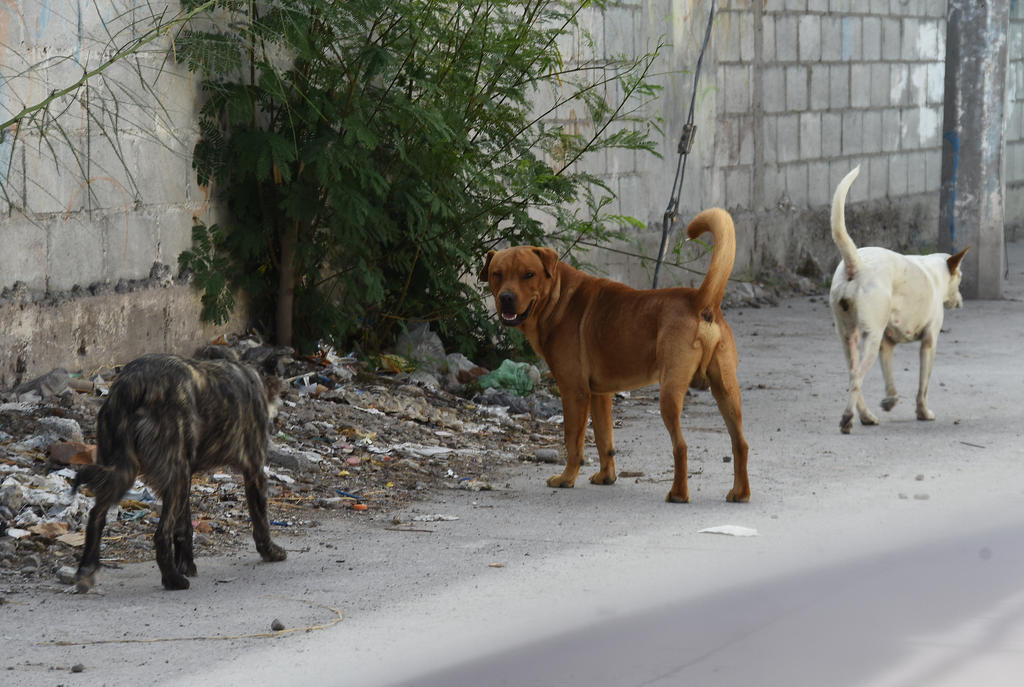 Crece abandono de perros en Saltillo por crisis económica derivada por el COVID-19