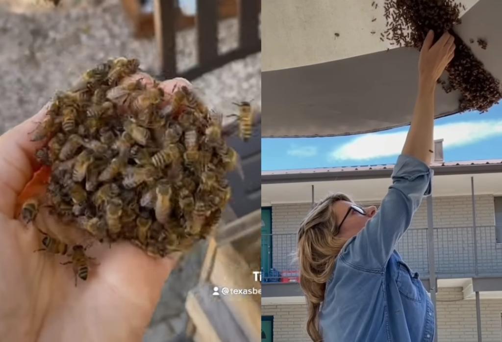 Mujer sorprende al retirar un panal de abejas sin ninguna protección