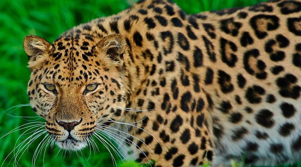 Niña muere devorada por leopardo durante el cumpleaños de su hermano