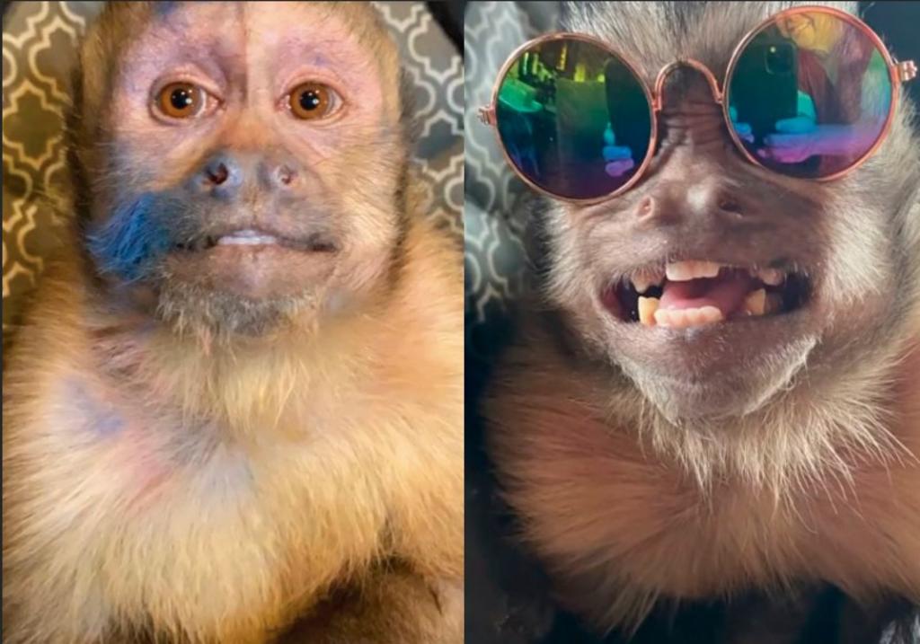 Muere George, el mono que se volvió meme y estrella de TikTok
