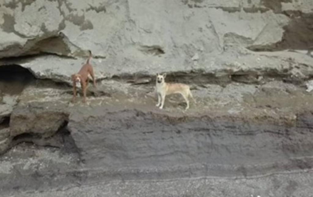¡Se logró!; rescatistas salvan a los dos perritos atrapados en socavón de Puebla