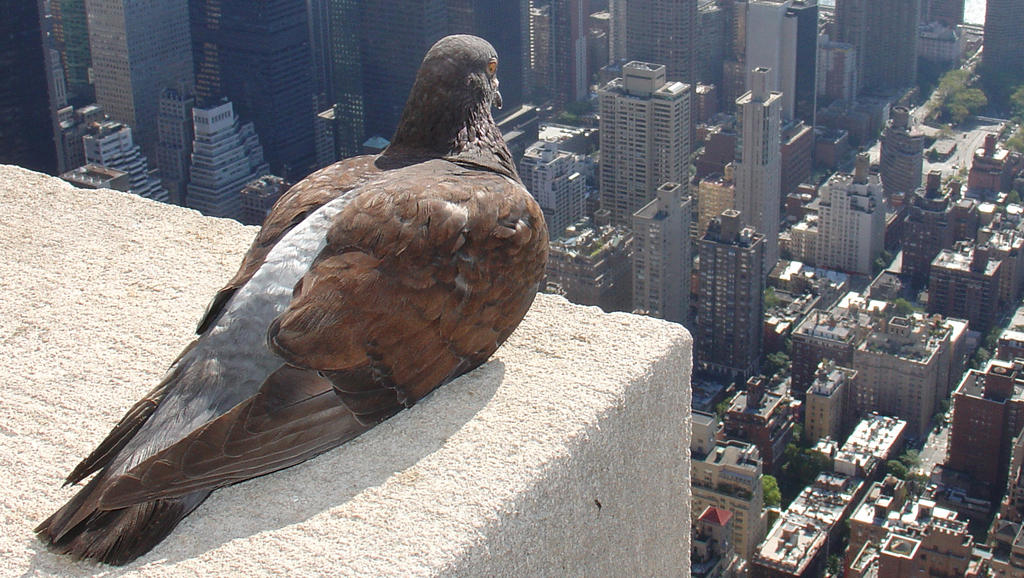 Vida estresante de ciudades afecta los genes de pájaros urbanos
