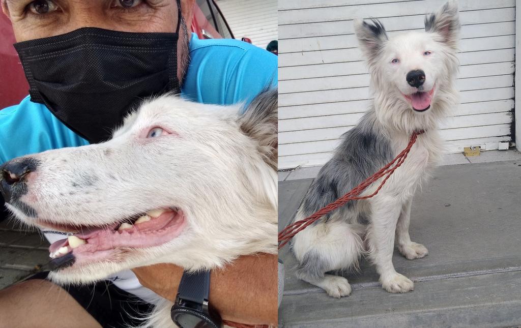 VIRAL: Salió a votar y regresó con un perrito al que adoptó en Querétaro