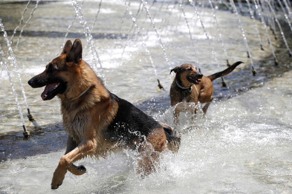 Prohíbe EUA entrada de perros desde países con riesgo de rabia