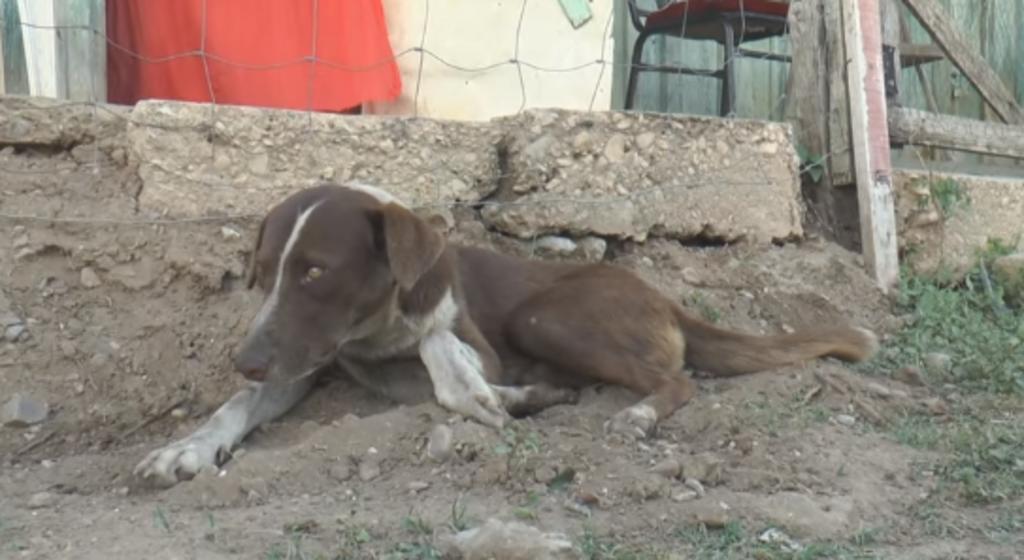 Perro espera en mina de Múzquiz a su amo; falleció en el colapso