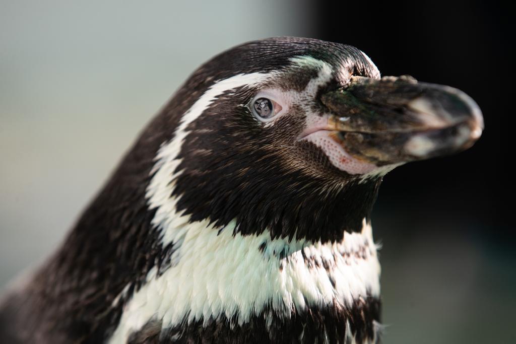 Pingüinos de Humboldt aprenden a ser ciegos en refugio chileno