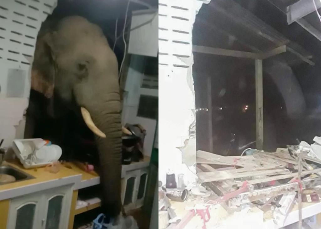 Elefante atraviesa muro para entrar a la cocina de una casa
