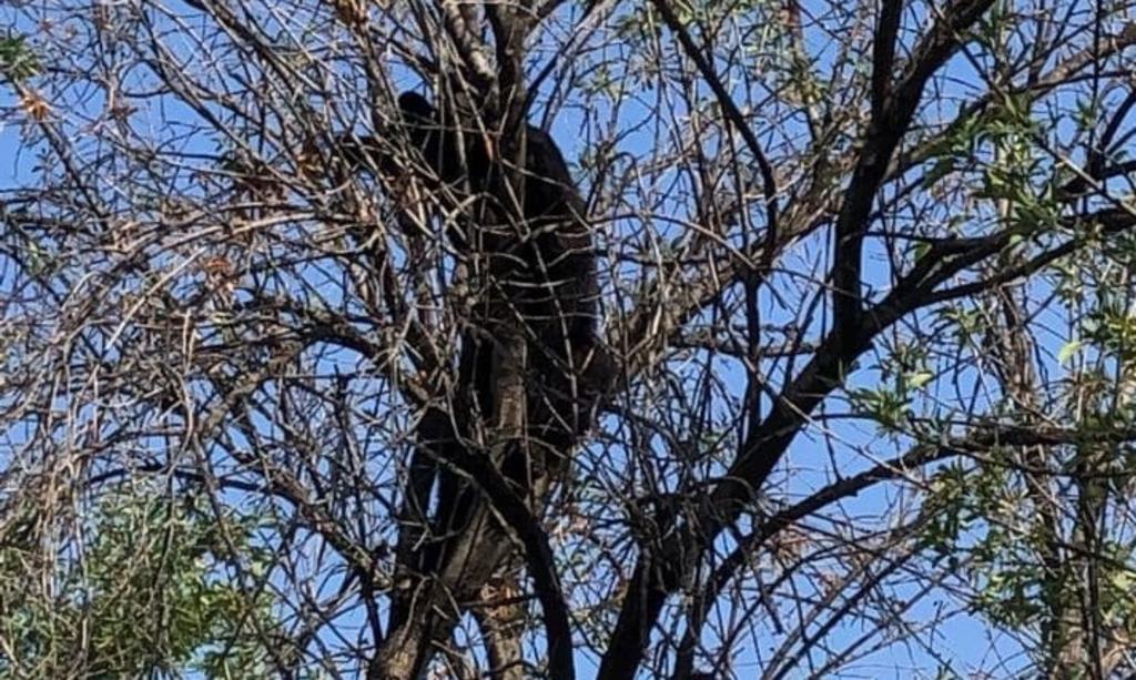 Rescatan a oso que se encontraba en lo alto de un árbol de la UANL