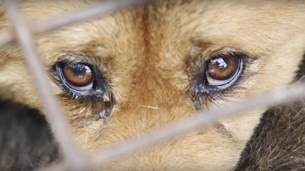 Empieza el festival de carne de perro en China; más de cinco mil canes serán sacrificados
