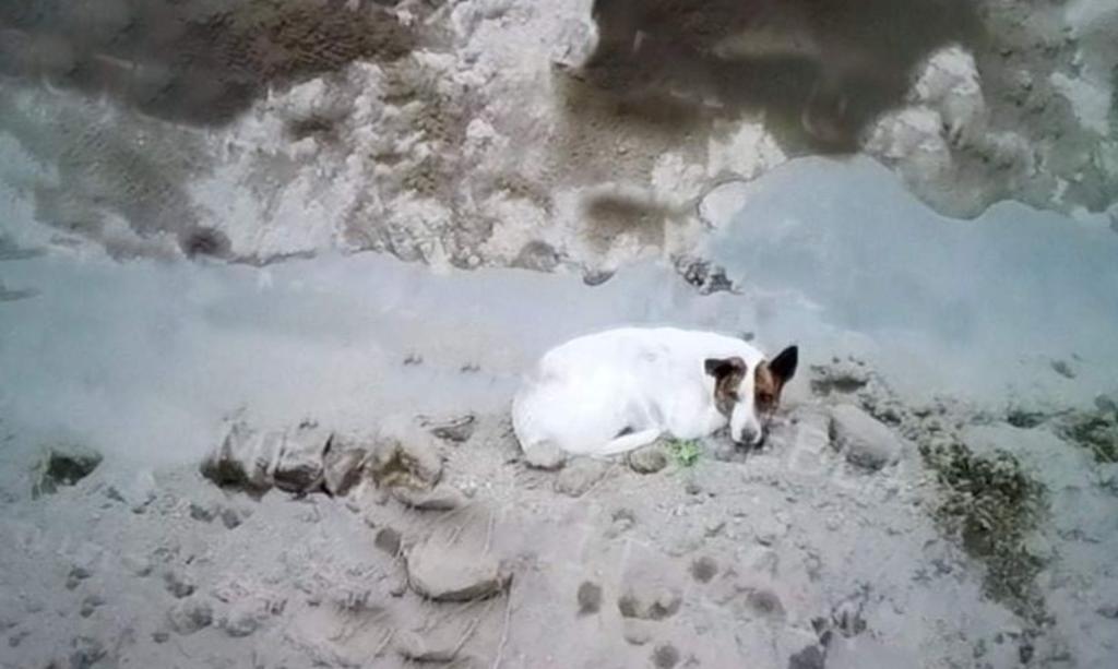 'Cae' otro perro al socavón de Puebla; elementos de rescate intentan localizarlo