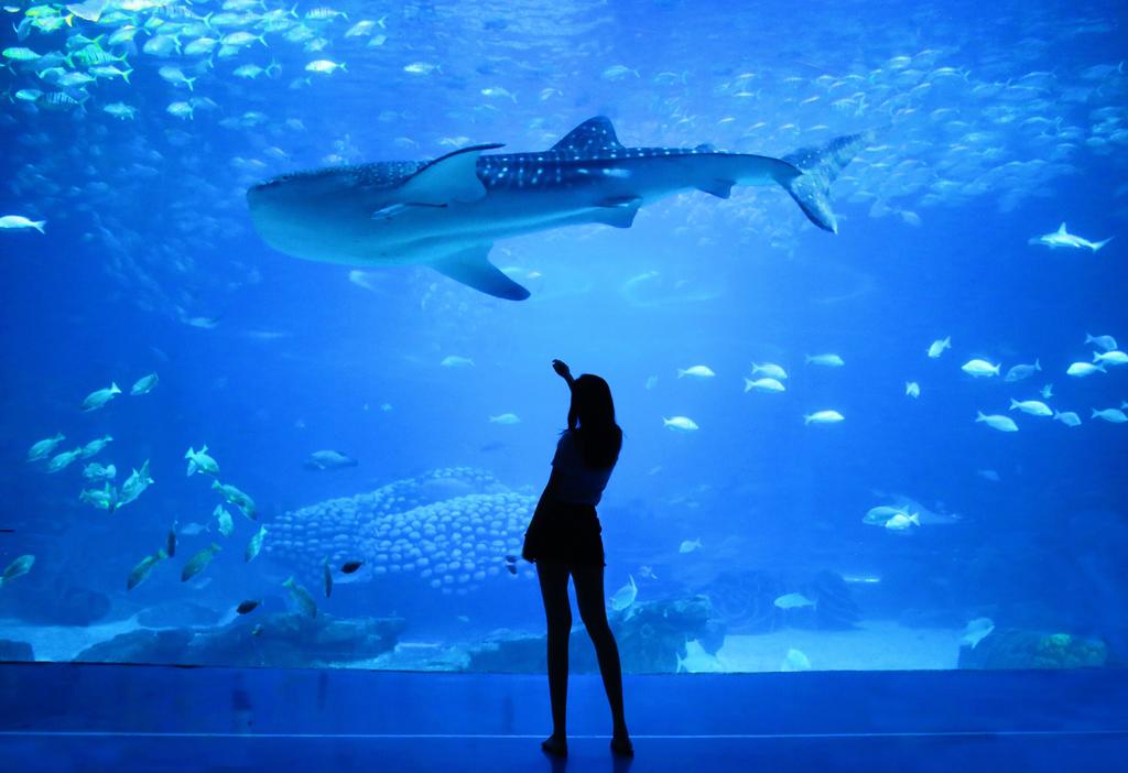 Mazatlán estrenará el acuario más grande de América Latina