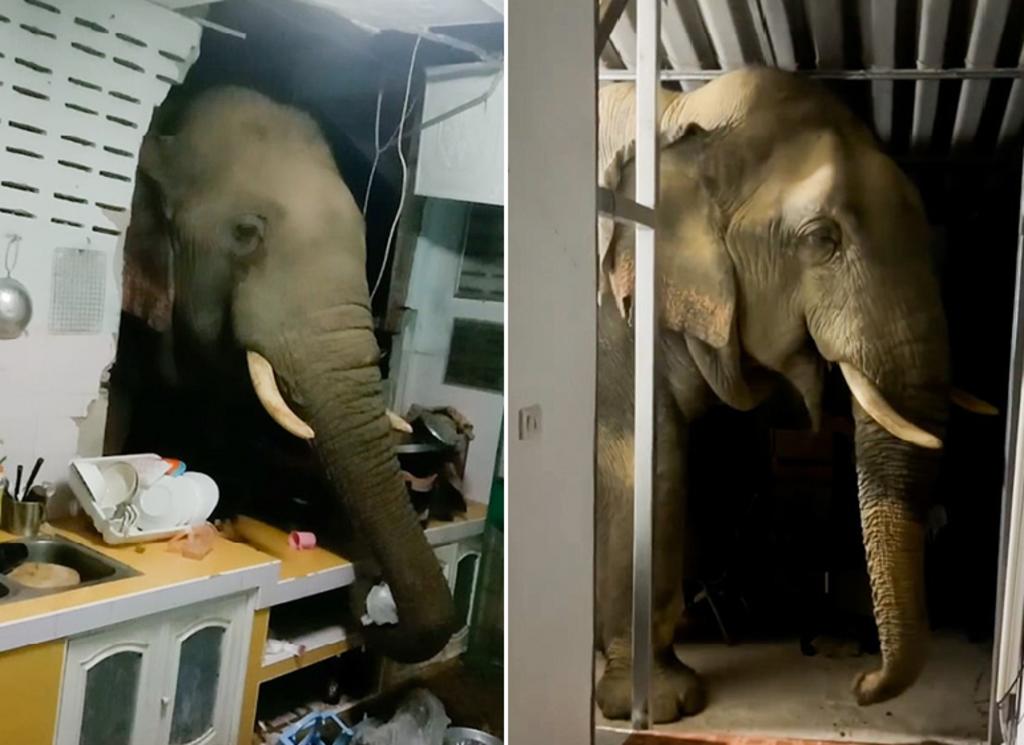 Elefante en Tailandia que entró a una casa por comida, lo hace de nuevo