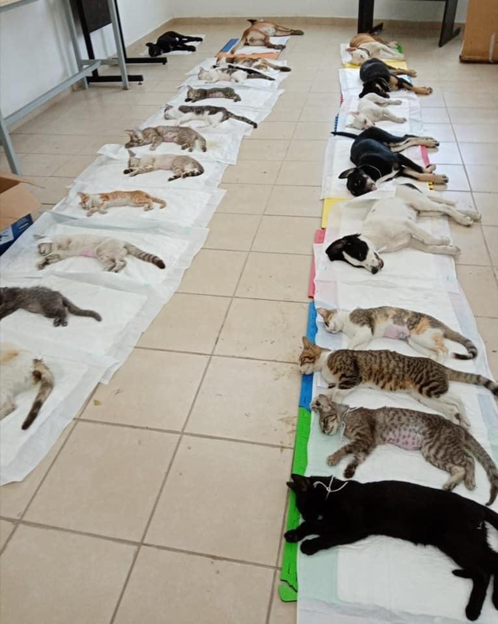 Patronato Ambiental Coahuilense y Municipio de Saltillo buscan esterilizar a mil mascotas