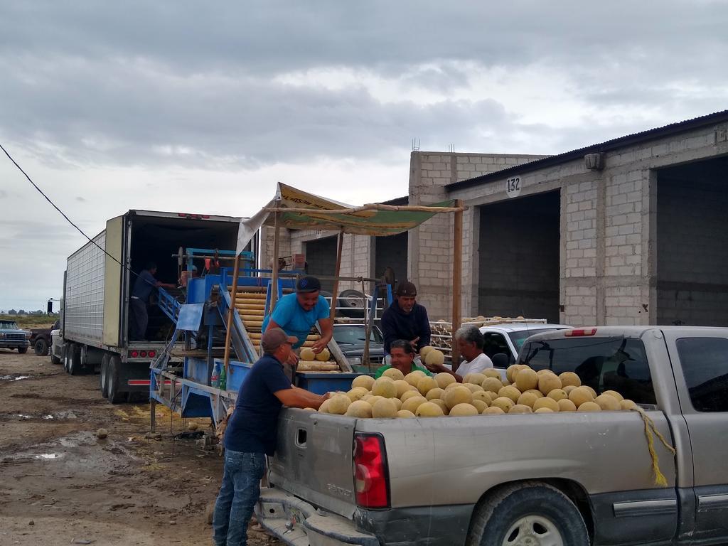 Más vale poco que nada: productores de melón de San Pedro ante bajo precio