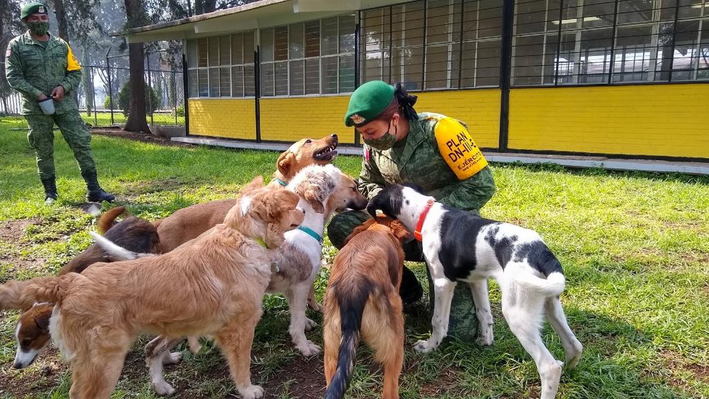 Ejercito rescata y crea refugio para perritos que deambulan en Santa Lucía,