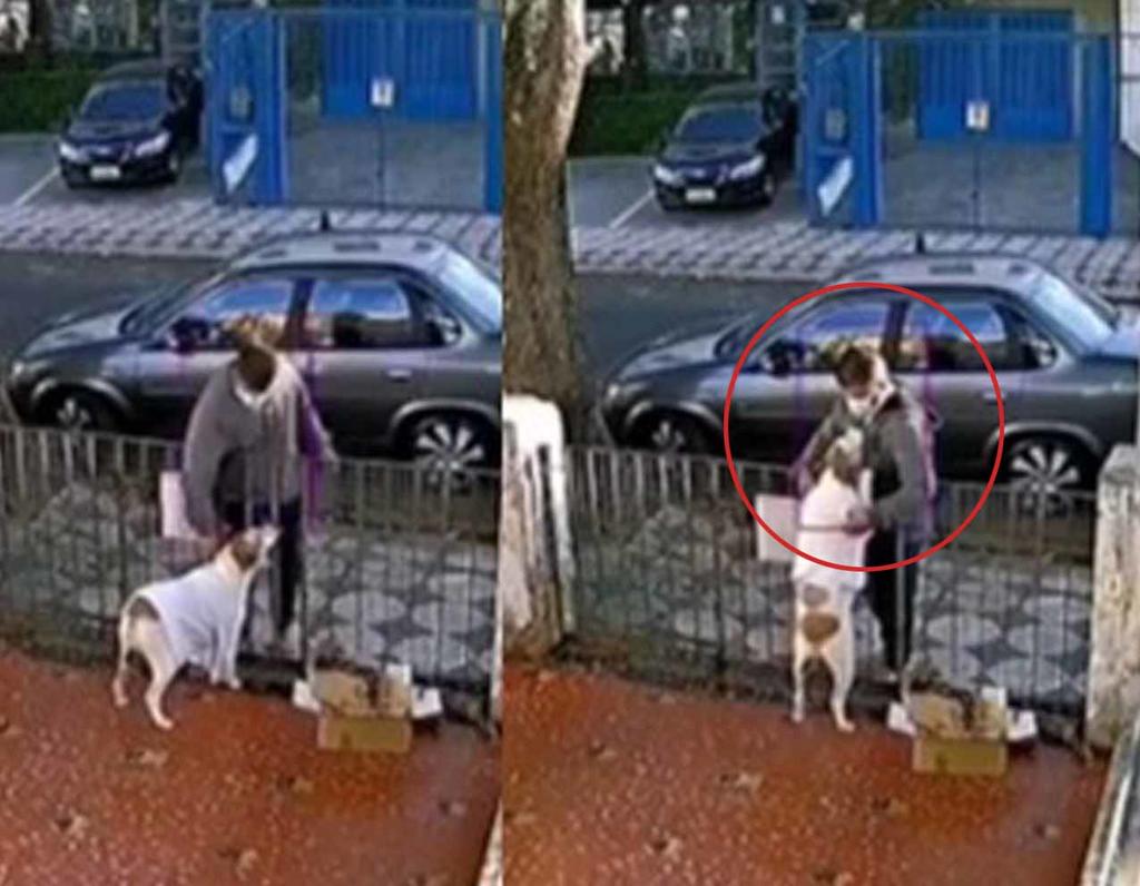 Perro se convierte en víctima de robo; hombre lo engaña para quitarle su suéter y se vuelve viral