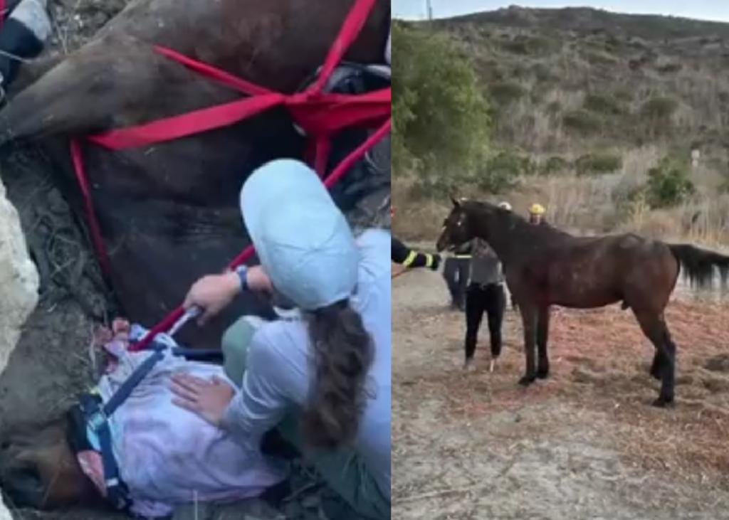 Bomberos rescatan a caballo atrapado en escombros de concreto