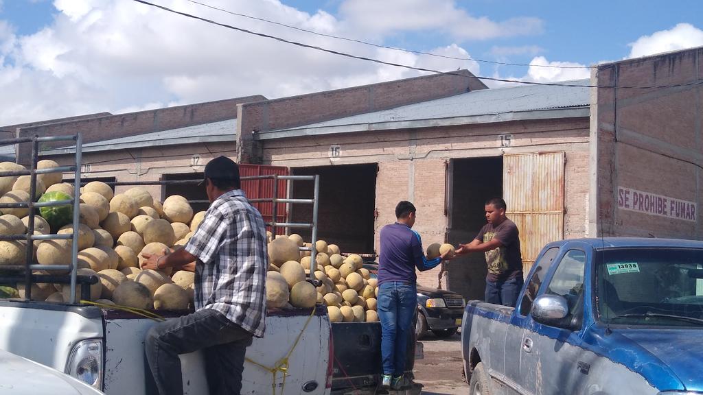Sobreproducción desploma el precio del melón en La Laguna: autoridades