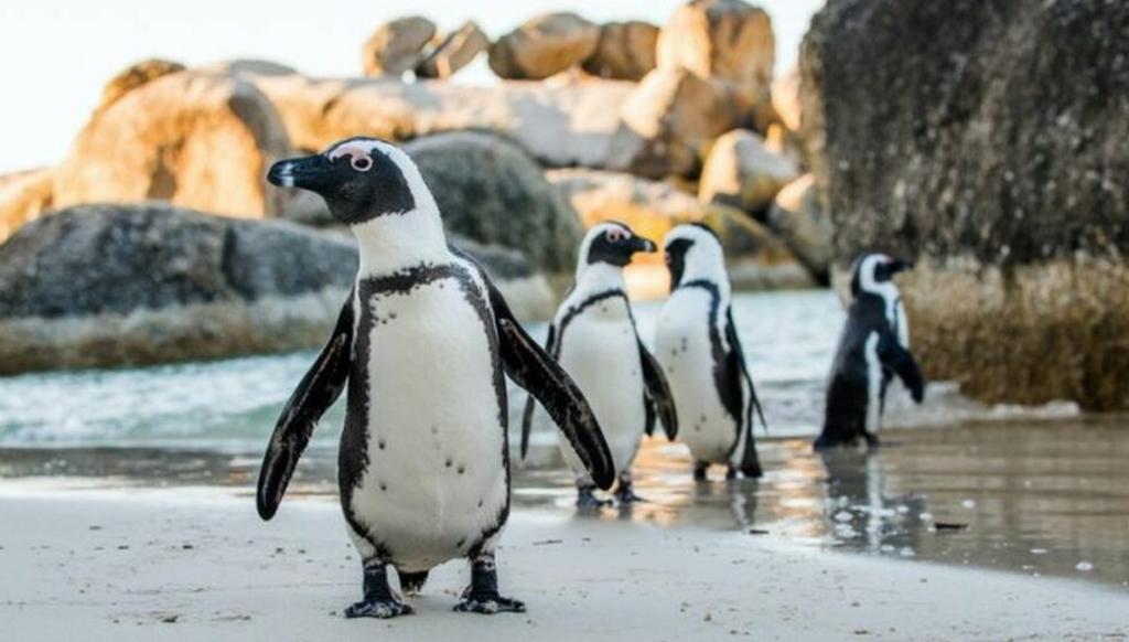 Siete pingüinos africanos mueren por 'extrañas' causas en acuario de EUA