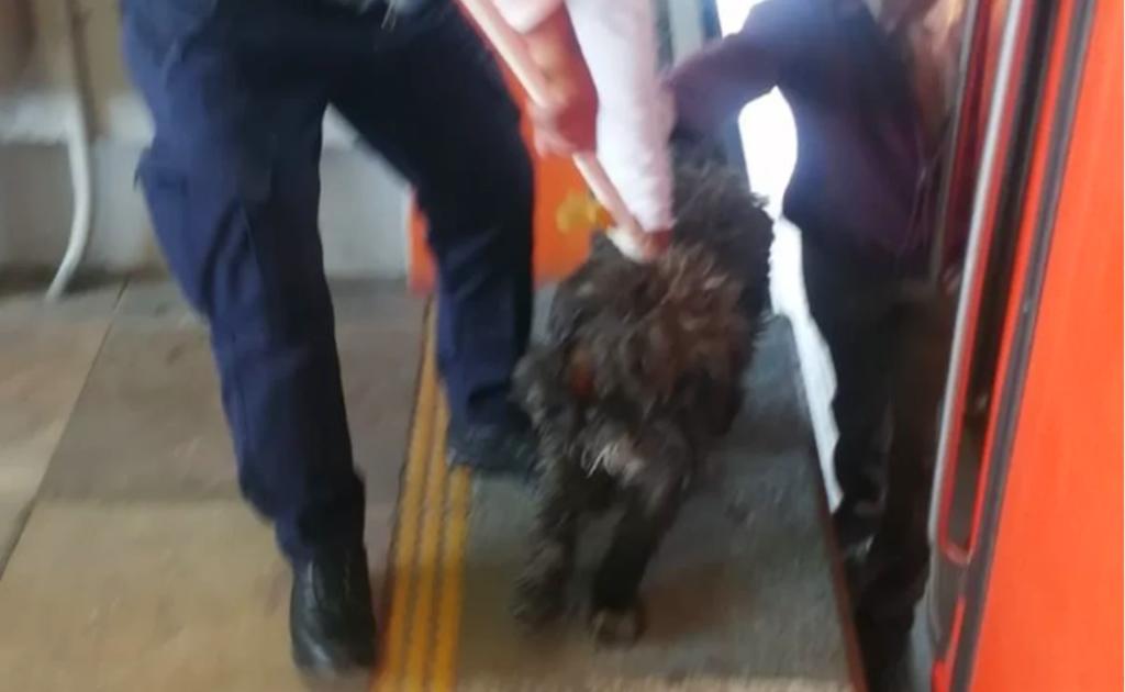 Personal del Metro en CDMX rescata a perrito