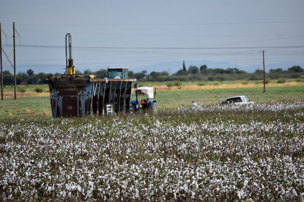La producción de algodón en La Laguna de Coahuila cae 50 %