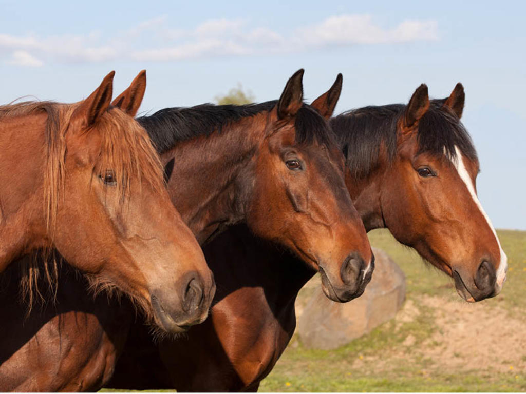 Ruso reproducía relinchos de caballos a todo volumen para molestar a sus vecinos