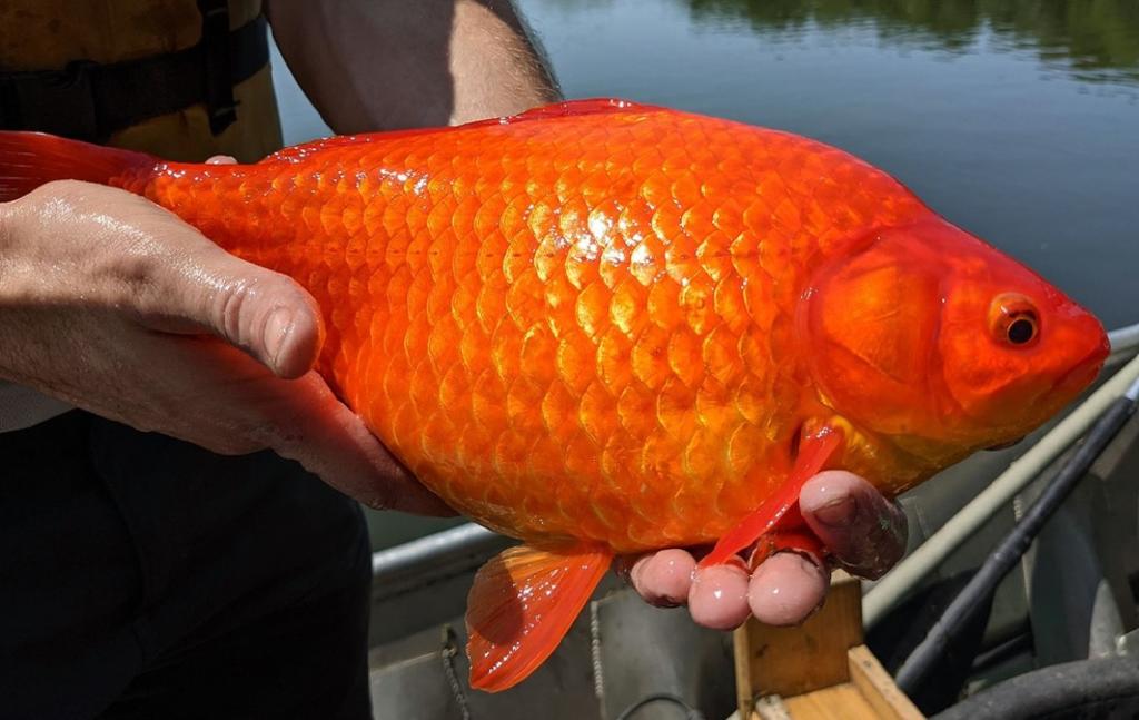 Peces dorados ‘gigantes’ en lago de Minnesota preocupan a autoridades
