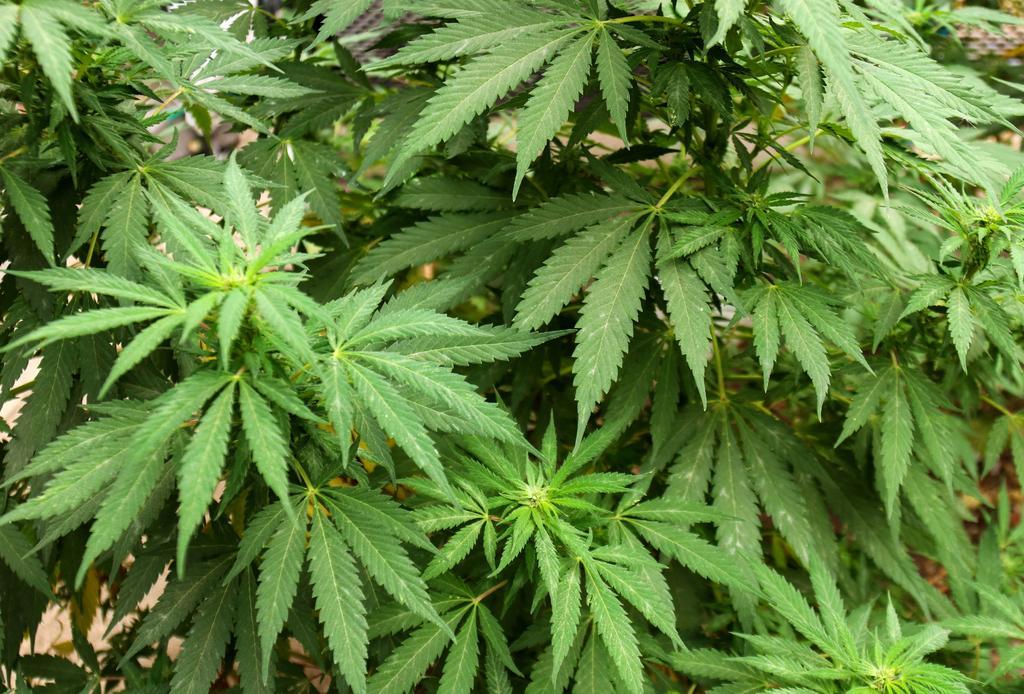Demócratas de Estados Unidos proponen despenalizar la marihuana en todo el país