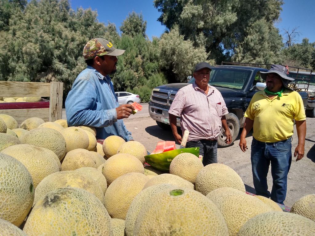  Bajo precio 'ahorca' a productores de melón en San Pedro