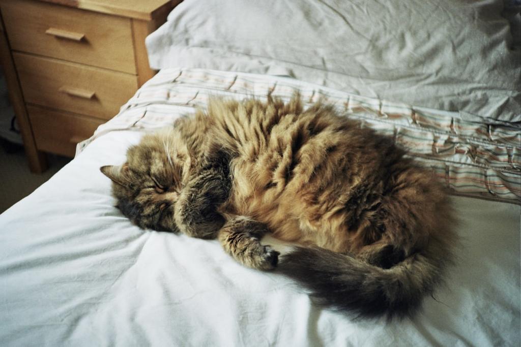 Los gatos pueden contraer COVID-19 por dormir en la cama de su dueño