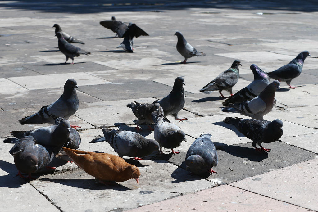 Torreón valora propuesta de usar aves rapaces para controlar sobrepoblación de palomas