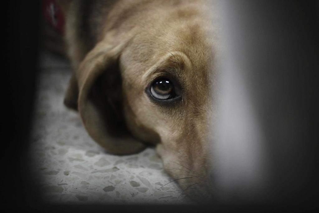 Más de cien perros fueron sacrificados tras no ser reclamados por dueños en Saltillo