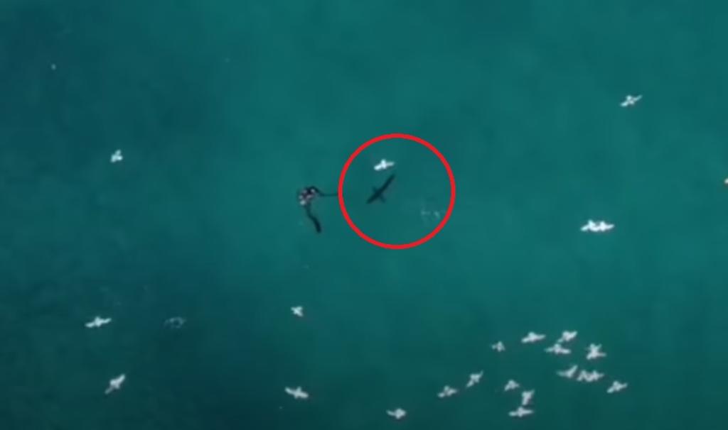 Buzo que era asechado por tiburón es rescatado por un piloto de drones