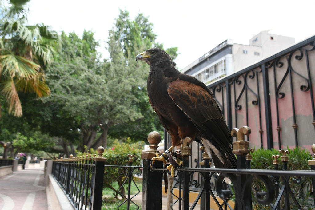 En Plaza de Armas de Torreón podría aplicarse plan piloto para ahuyentar palomas