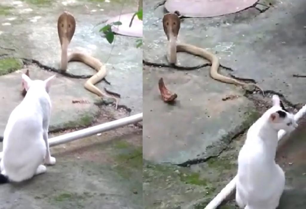 Gato se impone ante una cobra para 'defender' su hogar