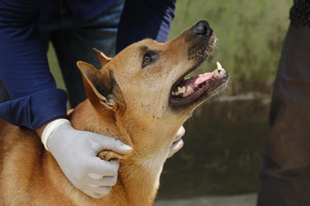 Cien mil pesos ha costado esterilizar perros abandonados en Saltillo