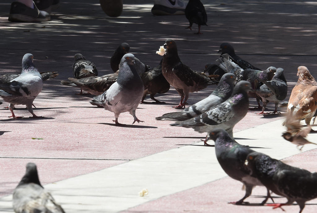 Basura y alimento causan exceso de palomas en Torreón