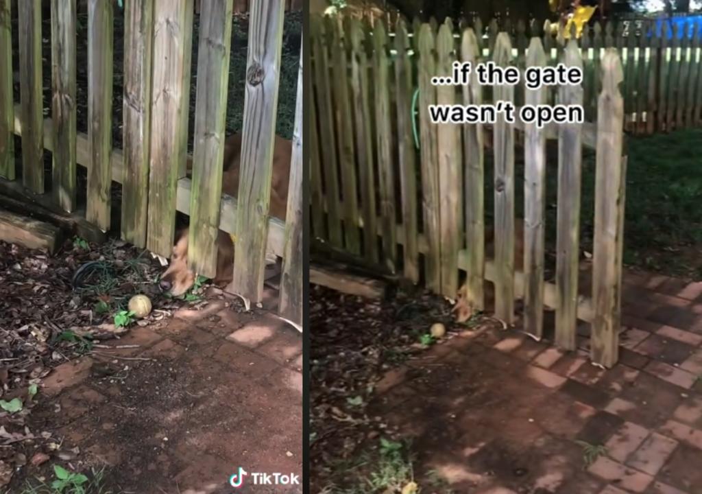 Perro se hace viral por no alcanzar una pelota, sin notar que la puerta está abierta