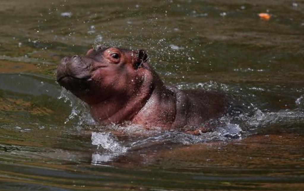 Bebé hipopótamo en peligro de extinción es la 'sensación' en Zoo de Guadalajara
