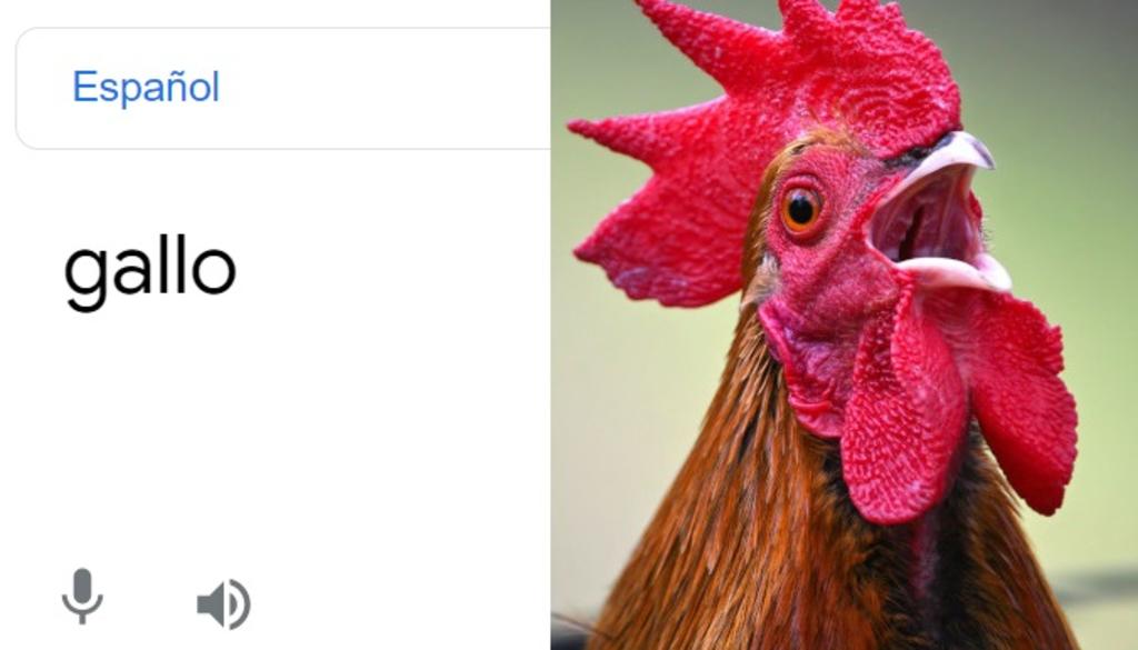 ¿Por qué la gente está escribiendo la palabra 'gallo' en el traductor de Google? 'Error' se hace viral