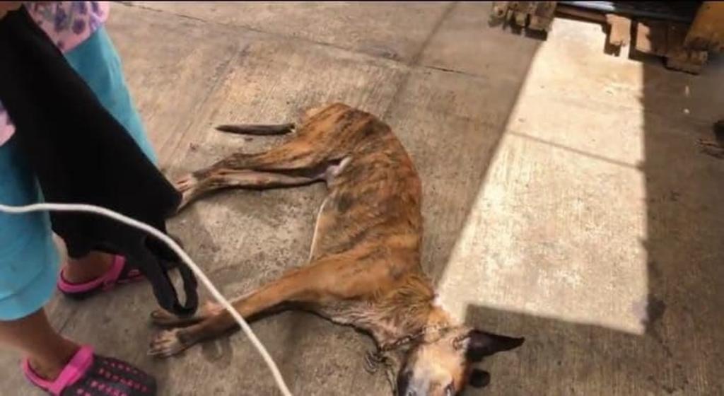 Vecinos denuncian envenenamiento de canes en colonia de Saltillo