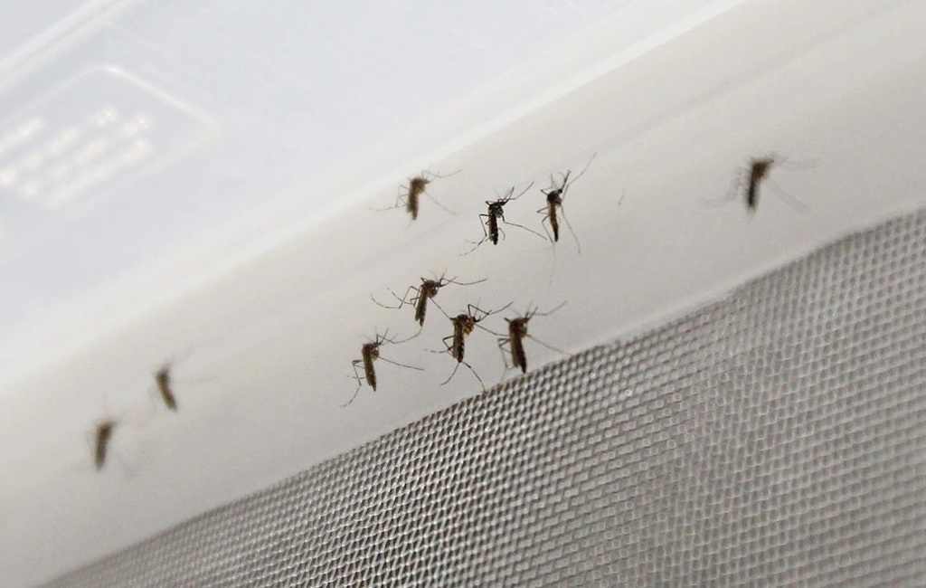 Descartan 146 casos sospechosos de dengue en Coahuila