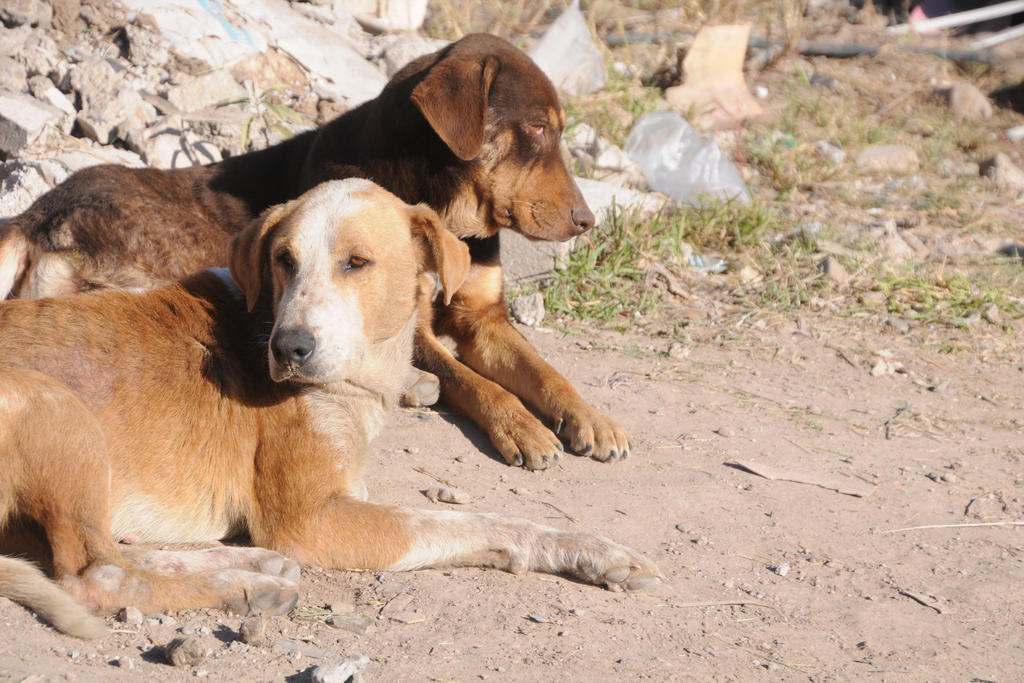 Denuncian envenenamiento de perros en la colonia Oceanía de Saltillo