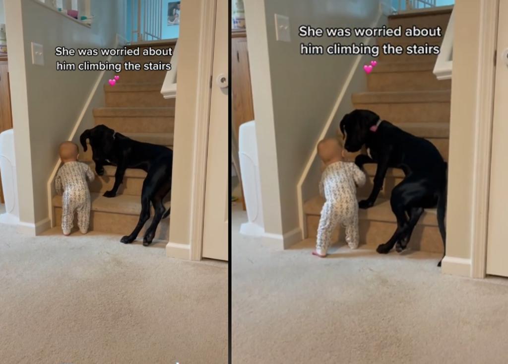 Perro protector se hace viral al evitar que bebé suba las escaleras
