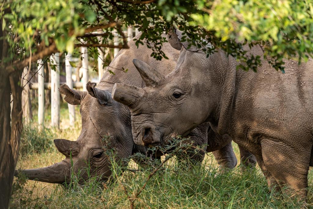 La caza furtiva de rinocerontes aumentó un 50 % en la primera mitad de 2021 en Sudáfrica