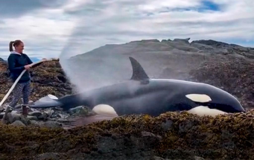 Voluntarios en Alaska salvan a una orca varada en la costa