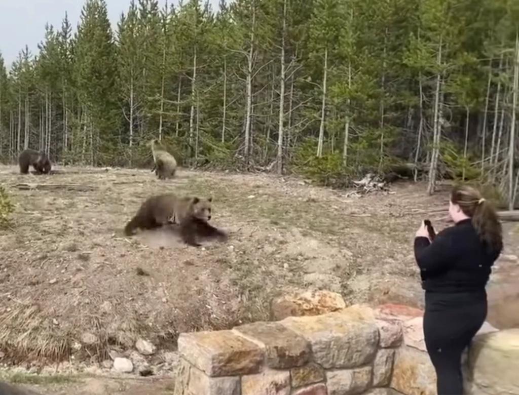 Turista de Yellowstone es multada por acercarse demasiado a un oso