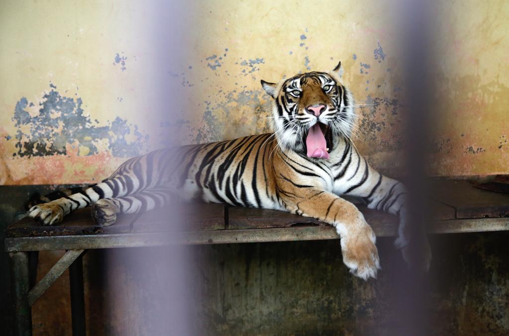 Indonesia investiga cómo pudieron contagiarse de COVID-19 dos tigres de Sumatra