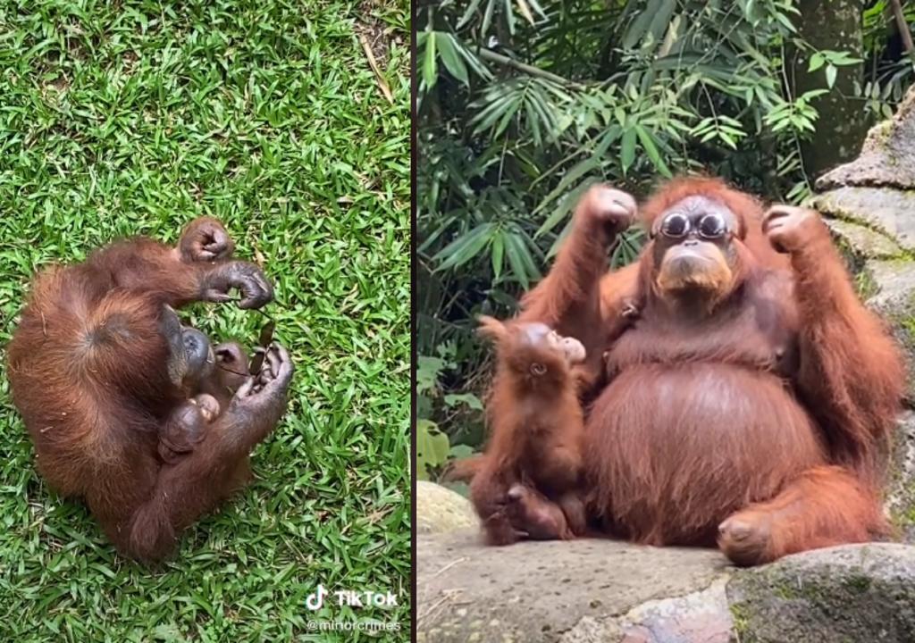 Orangután se pone unos lentes de sol y se hace viral