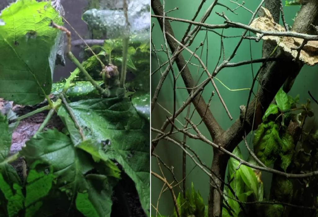 Zoológico lanza el reto de encontrar 9 insectos ‘camuflados’ en 21 segundos